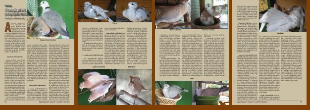 Magyar Madarász Magyar Madarász