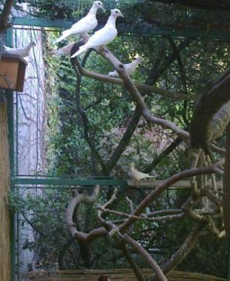 Kiss Zoltán röpdéje Kiss Zoltán röpdéje