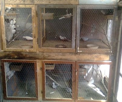 Kozák Krisztián költő kalitjai Kozák Krisztián költő kalitjai