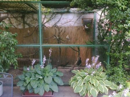 Kiss Zoltán röpdéje Kiss Zoltán röpdéje