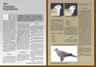 Magyar Madarász Magyar Madarász